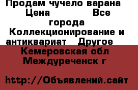 Продам чучело варана. › Цена ­ 15 000 - Все города Коллекционирование и антиквариат » Другое   . Кемеровская обл.,Междуреченск г.